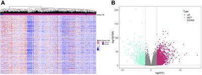 Functions, Roles, and Biological Processes of Ferroptosis-Related Genes in Renal Cancer: A Pan-Renal Cancer Analysis